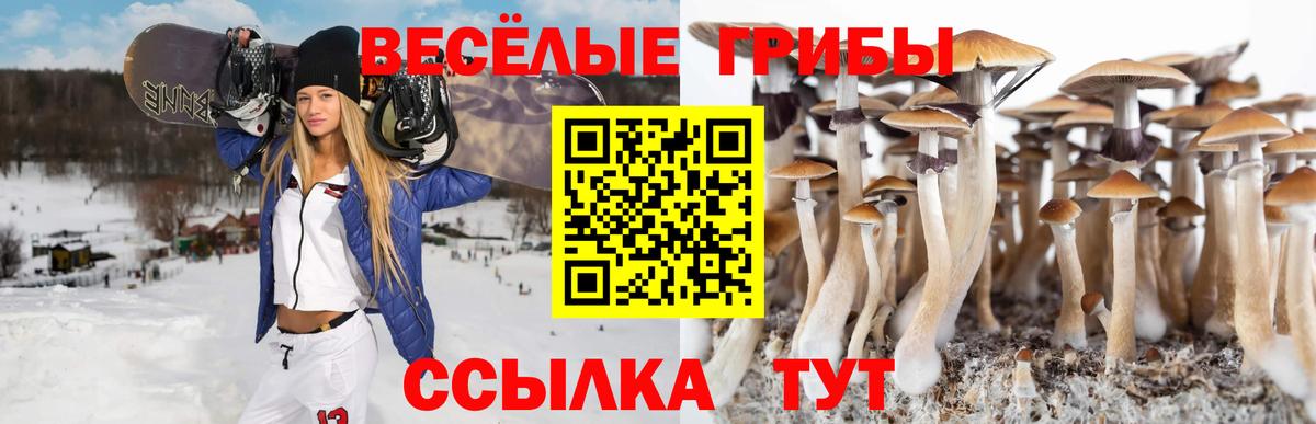 Псилоцибиновые грибы Psilocybine cubensis Бердск